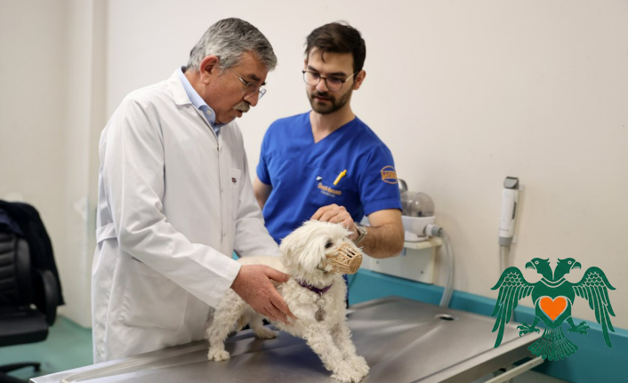 Selçuk Üniversitesi Hayvan Hastanesi’nden Rekor Hizmet: 2025’te 21 Bin Hayvana Şifa Oldu